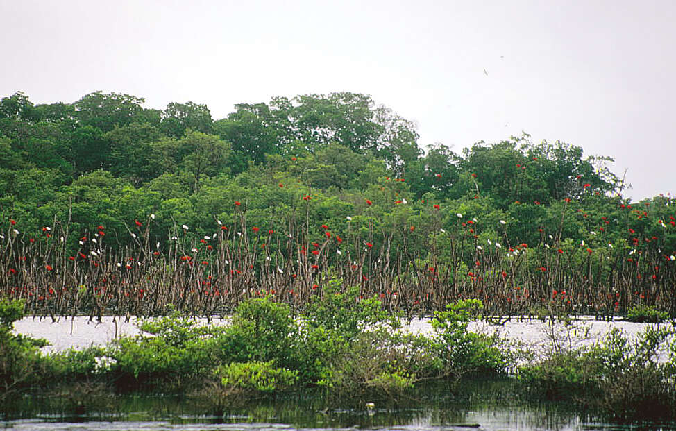 Image of Scarlet Ibis