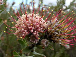 Image of arid pincushion