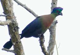 Image of Purple-crested Turaco