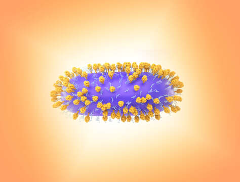 Image of Human respiratory syncytial virus