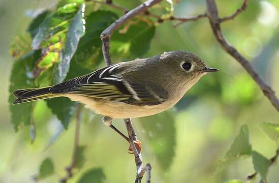 Image of goldcrests and kinglets