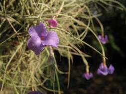 Image of Tillandsia mallemontii Glaz. ex Mez