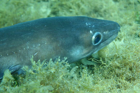 Image of Conger Eel