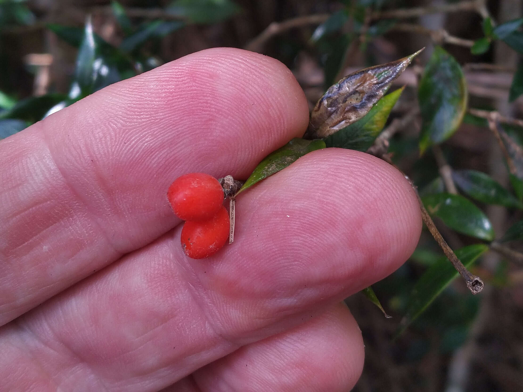 Image of Chain Fruit