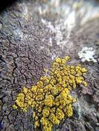 Image of eggyolk lichen