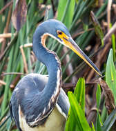 Image de Aigrette tricolore