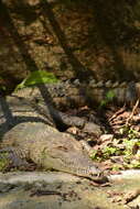 Image of American Crocodile