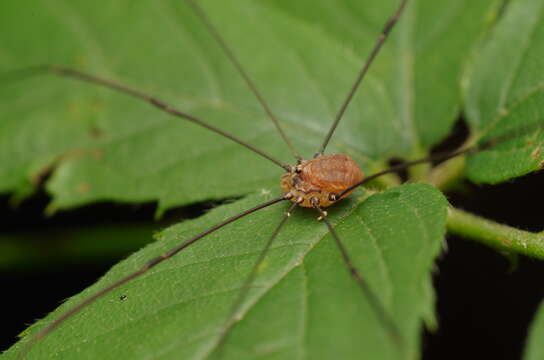 Image of Leiobunum blackwalli