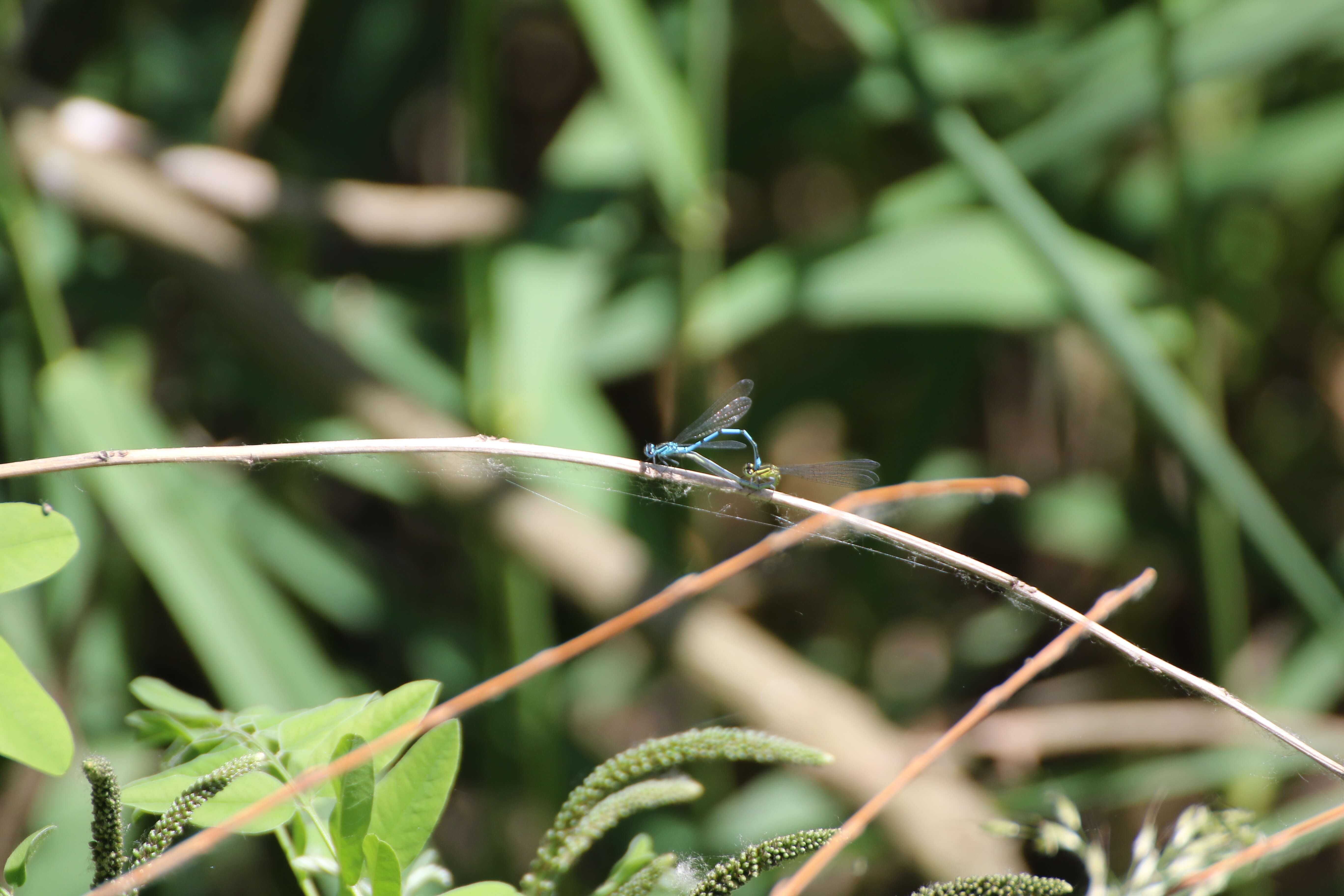 Image of Azure Bluet