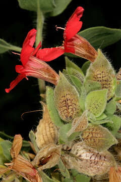 Image of Petalidium coccineum S. Moore