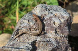 Image of Derjugin's lizard