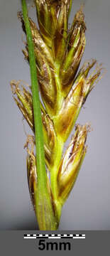 Image of Flat-sedge