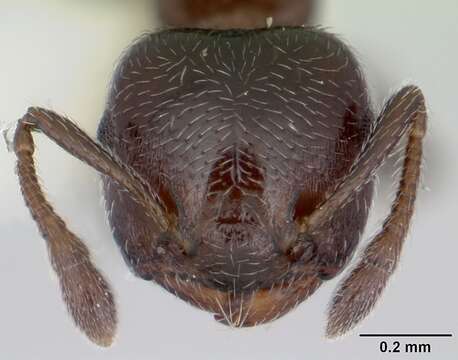 Image of Crematogaster crinosa Mayr 1862