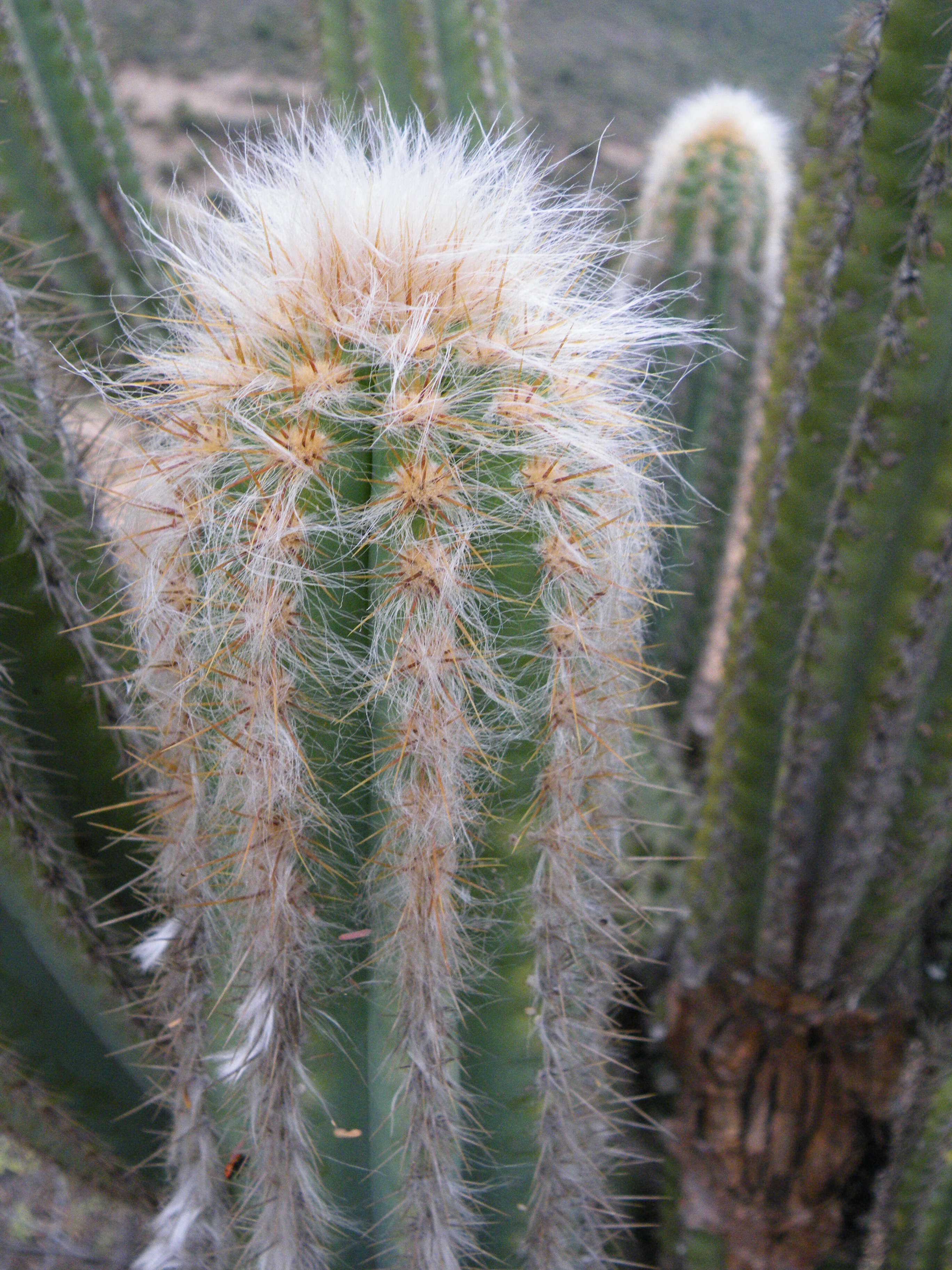 Imagem de Pilosocereus chrysacanthus (F. A. C. Weber) Byles & G. D. Rowley