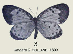 Image of Pentila hewitsoni (Smith & Kirby 1887)