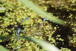 Image of Azure Bluet