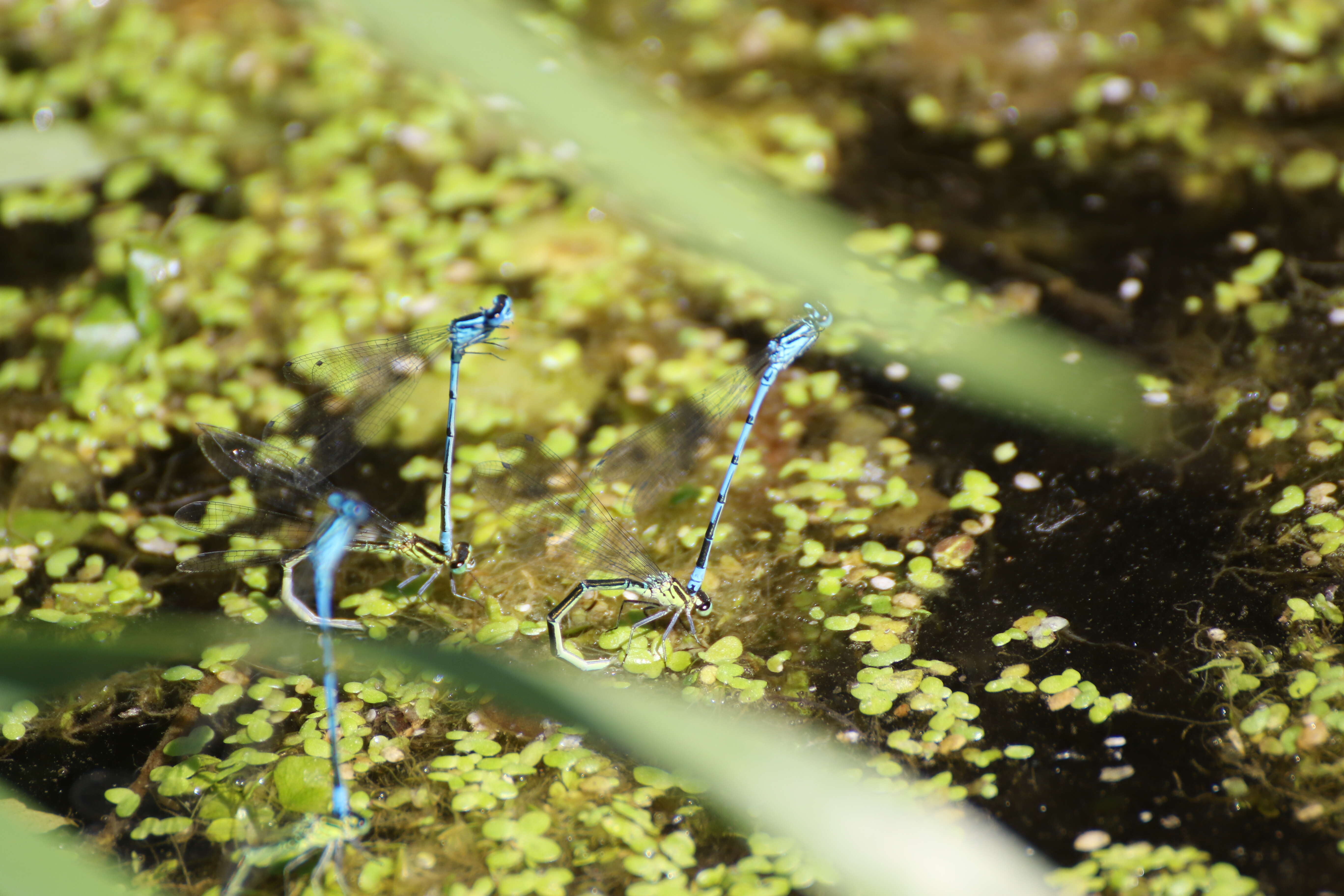 Imagem de Coenagrion puella (Linnaeus 1758)