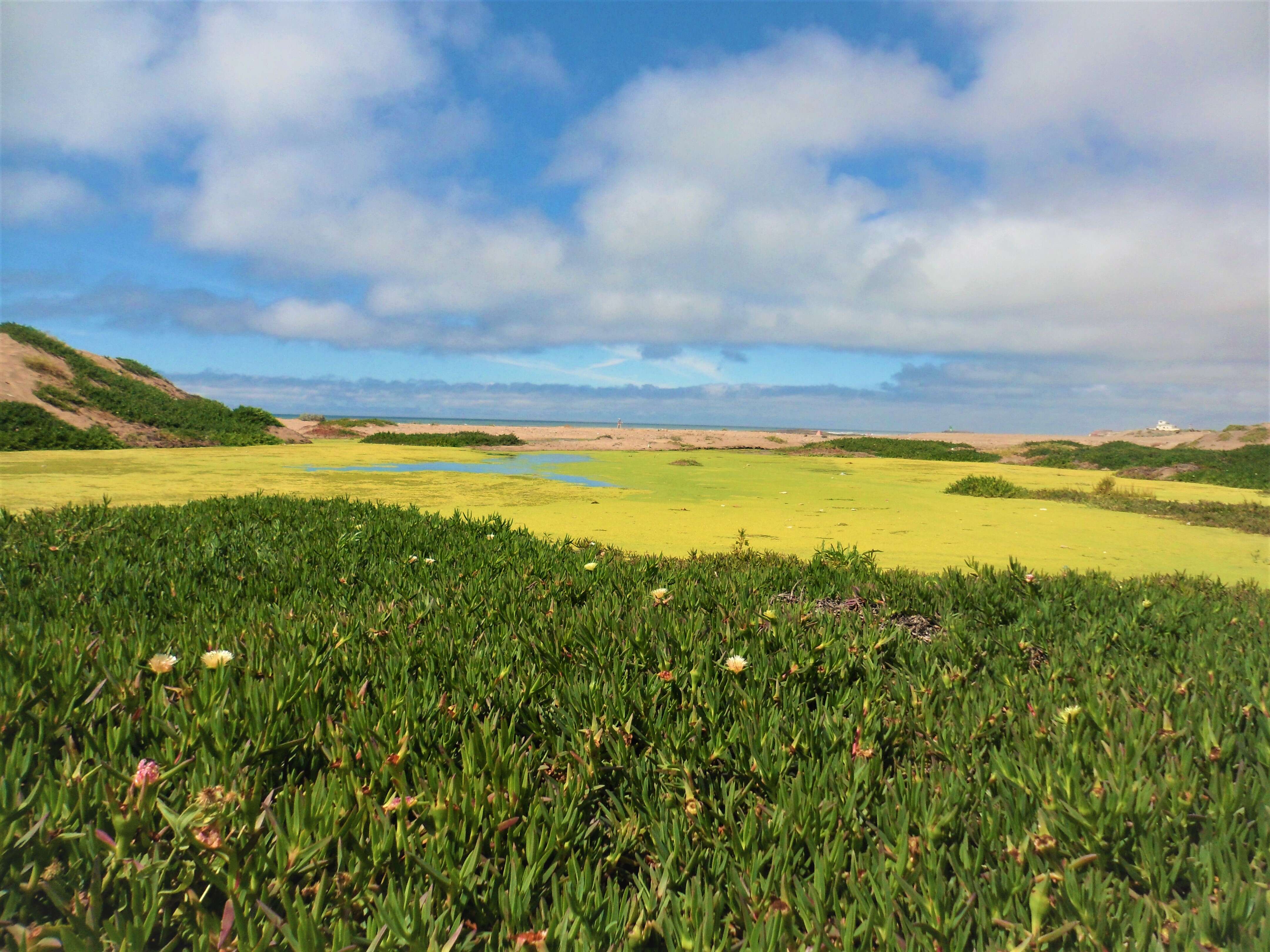 Imagem de Carpobrotus edulis (L.) N. E. Br.