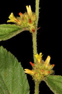 Imagem de Waltheria indica L.