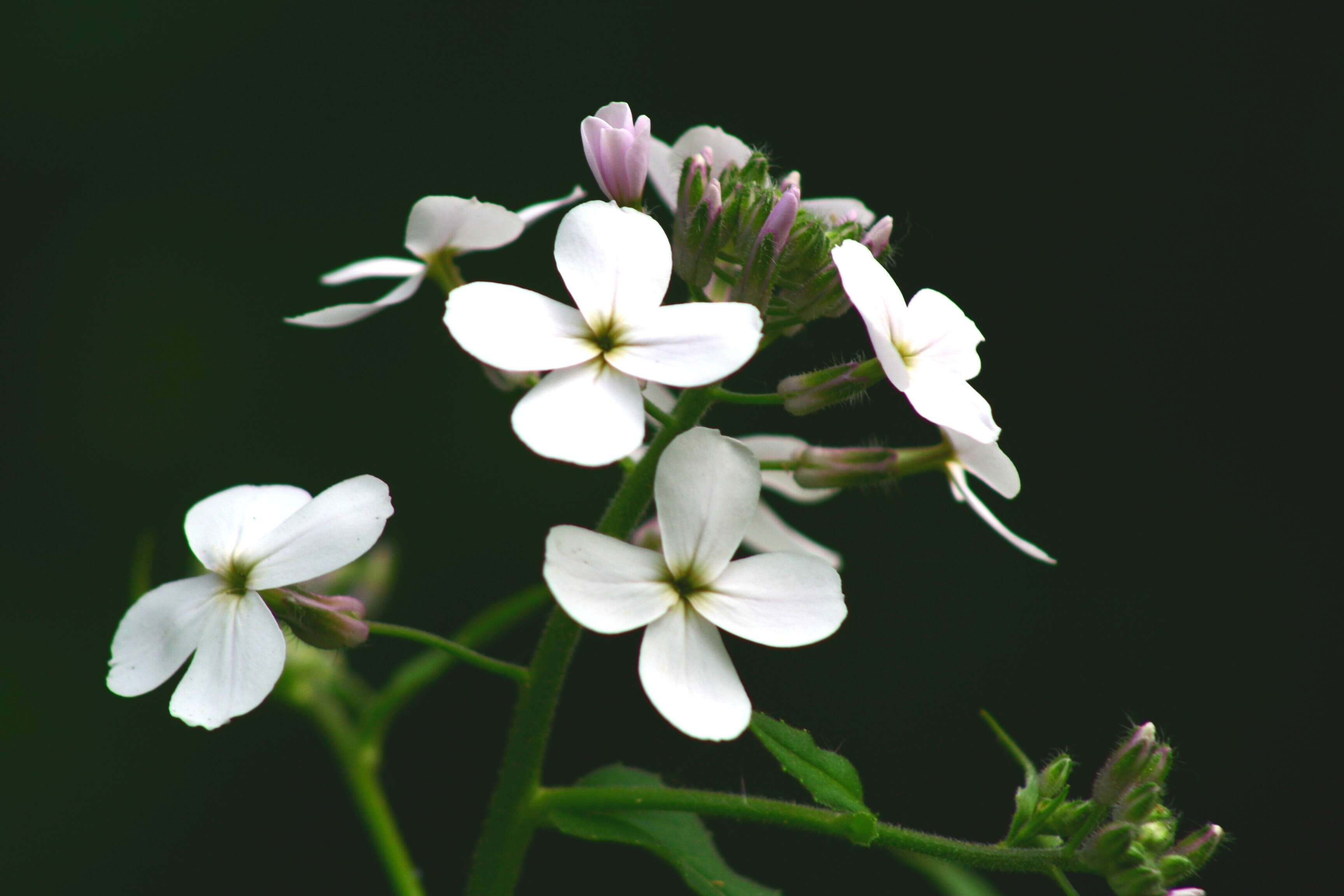 Imagem de Hesperis matronalis L.