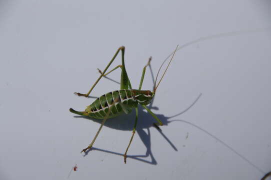 Image of Short-wing Katydids