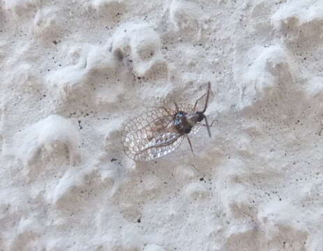 Image of Foliaceous Lace Bug