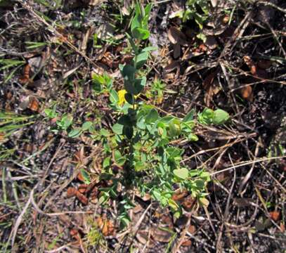 Image of fourpetal St. Johnswort