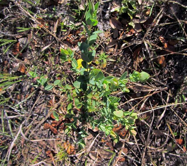 Plancia ëd Hypericum tetrapetalum Lam.