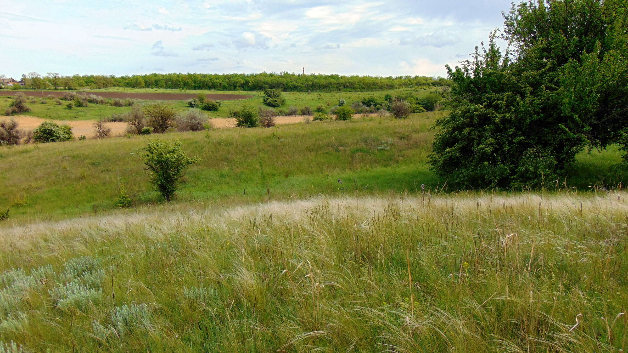 Plancia ëd Stipa lessingiana Trin. & Rupr.