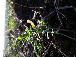 Image de Gratiole Officinale