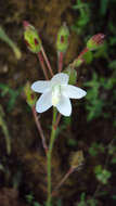 Image of Hibiscus lobatus (Murray) Kuntze