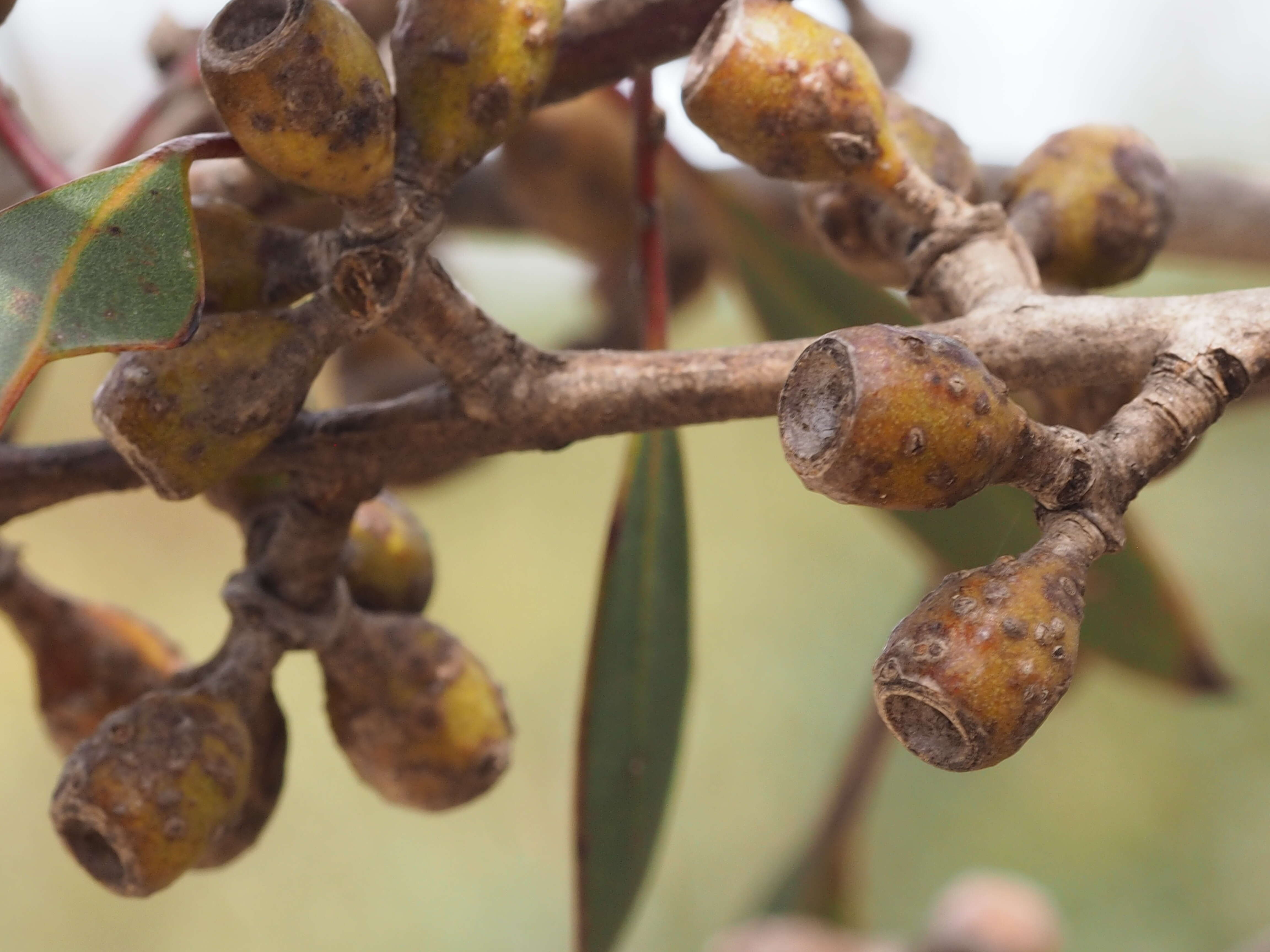 Image of Hopetoun Mallee