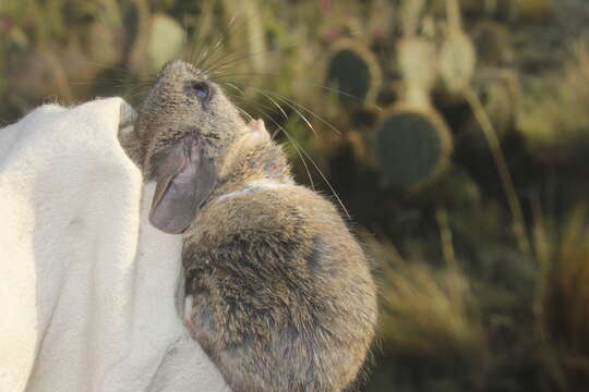 Image of Perote Deer Mouse