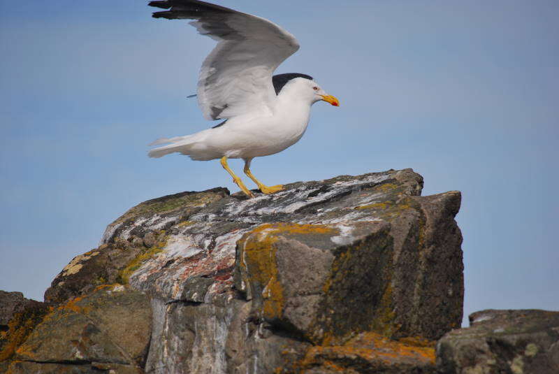 Image of Kelp Gull