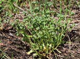 Image of Lewiston cornsalad