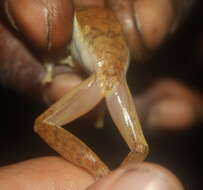 Image of Nimba Reed Frog