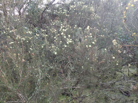 Image of Melaleuca thapsina L. A. Craven