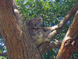 Image of koalas