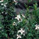 Image of Boronia eriantha Lindl.