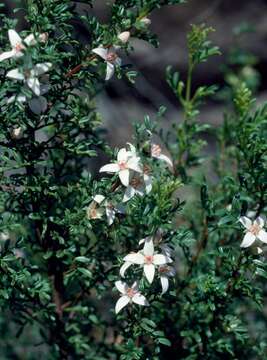 Image of Boronia eriantha Lindl.