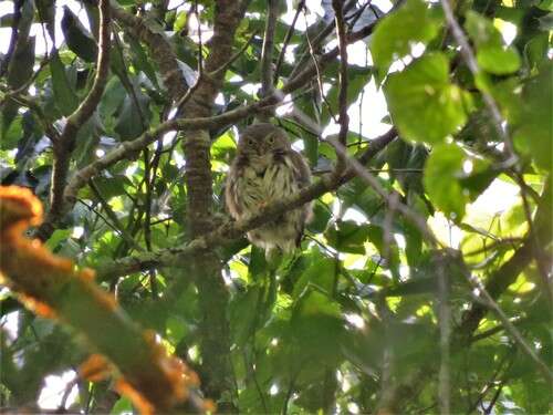 Image of Tamaulipas Pygmy Owl