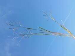 Image of fall panicgrass