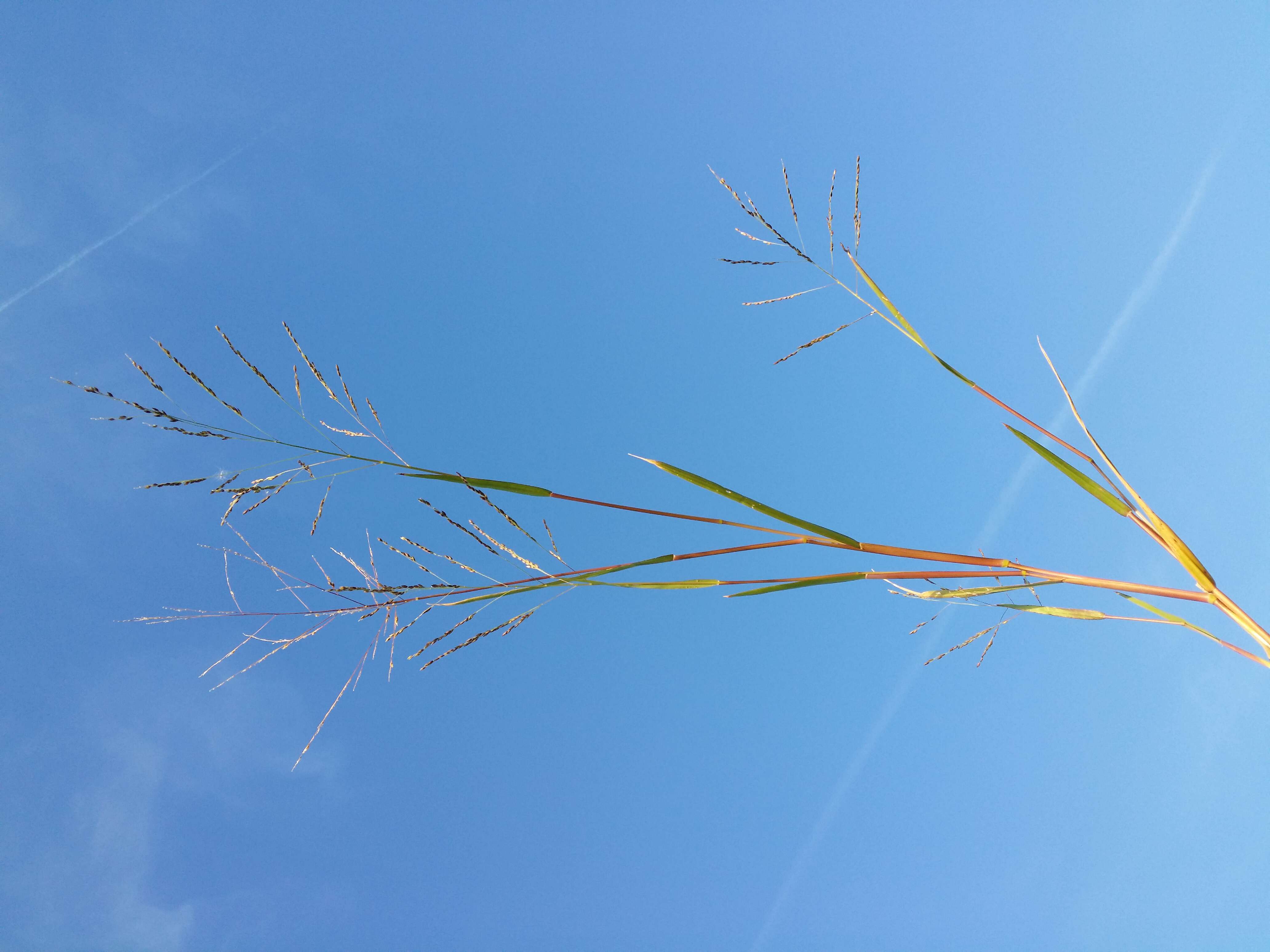 Panicum dichotomiflorum Michx. resmi