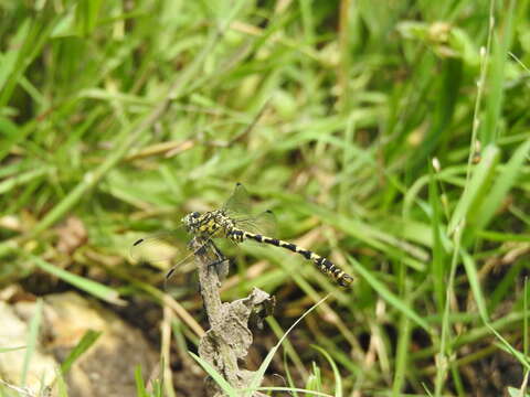 Image of Green-eyed Hooktail