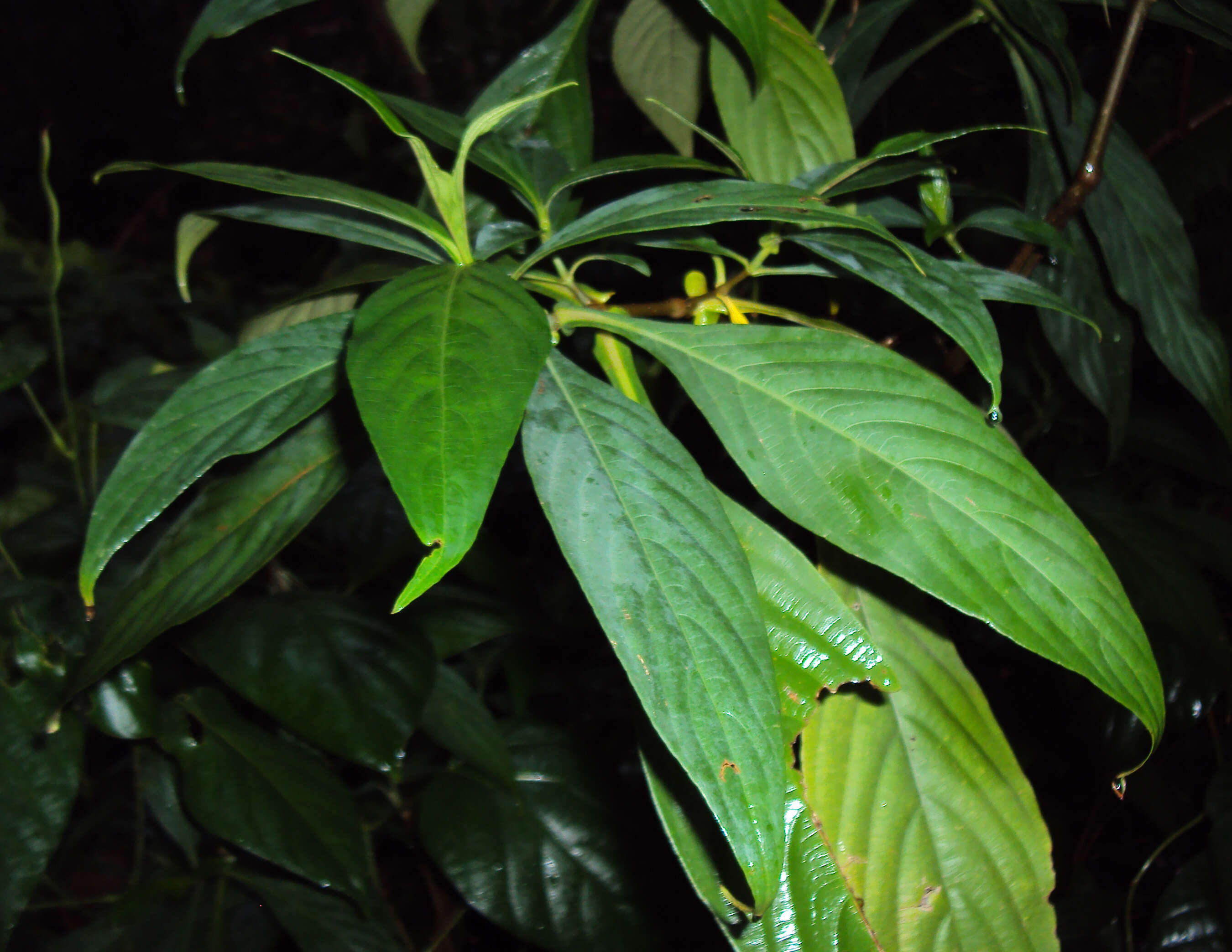 Strobilanthes integrifolius (Dalz.) Kuntze resmi