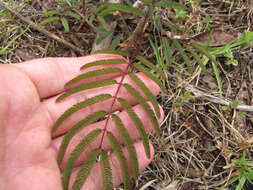 Plancia ëd Leucaena diversifolia (Schltdl.) Benth.