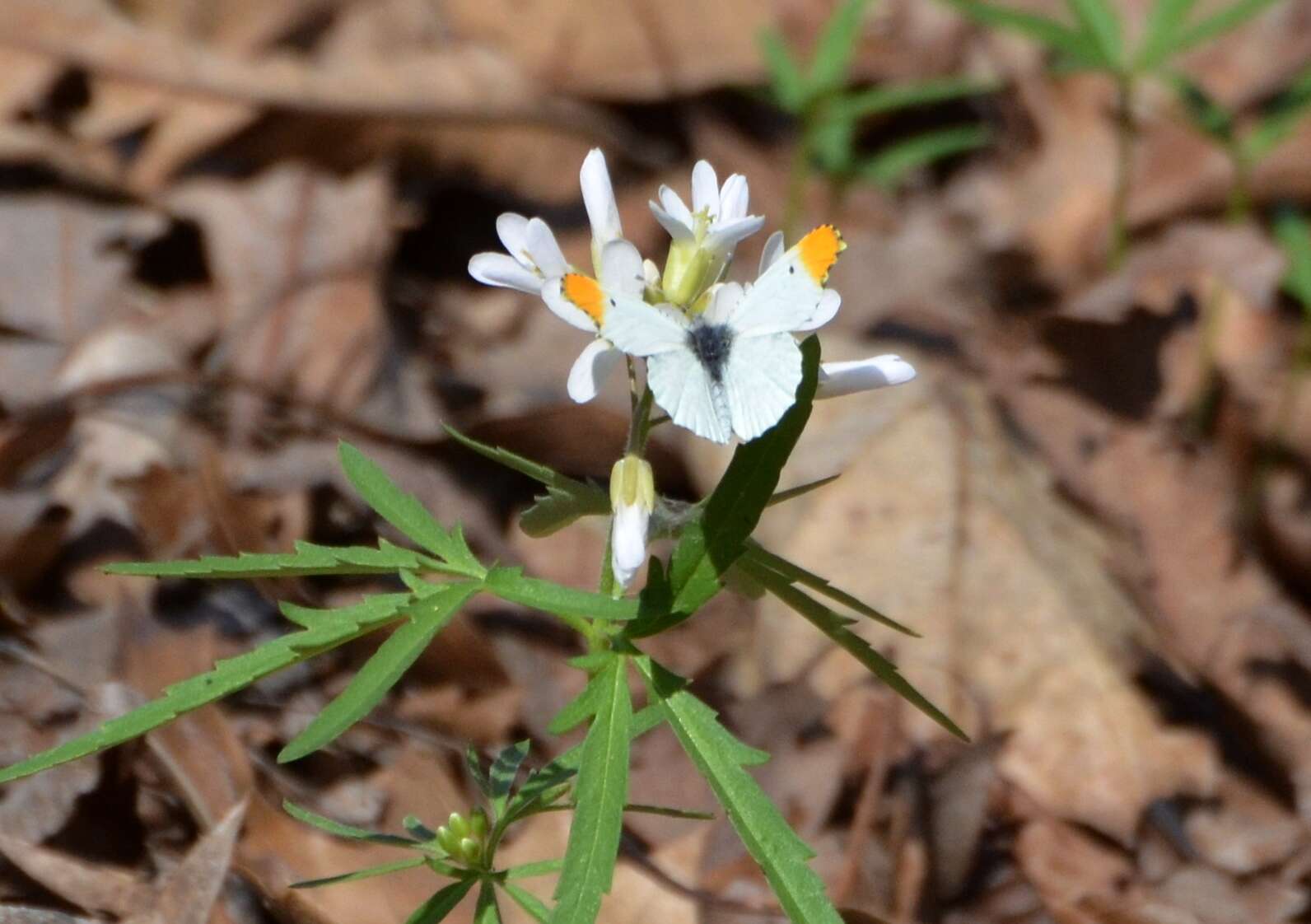 Image of Falcate Orangetip