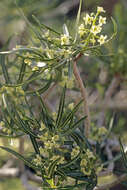 Слика од Ozoroa namaquensis (Sprague) I. von Teichman & A. E. van Wyk