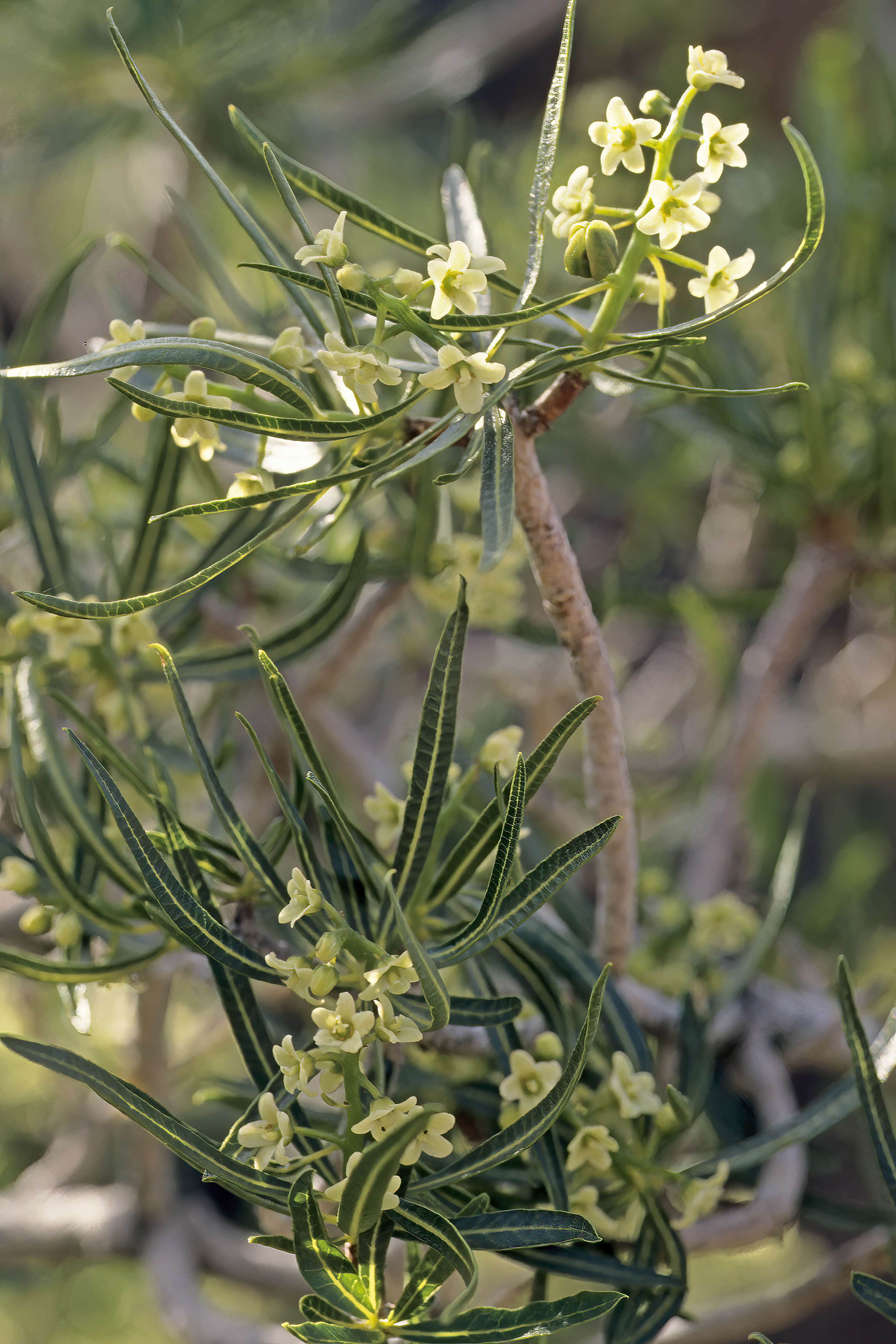 Image of Gariep resintree