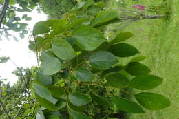 Image of Celtis julianae C. K. Schneid.